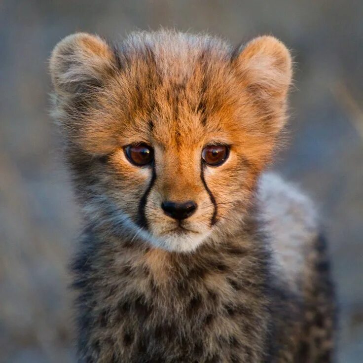 Покажи картинки животных Baby Cheetah Animals, Cheetah pictures, Cute animals