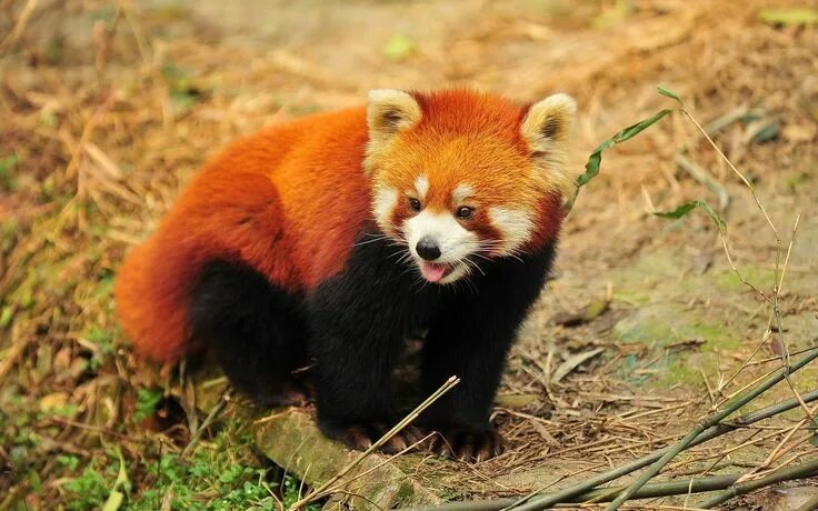 Покажи картинки животных из красной книги 1920x1200 px Free download red panda wallpaper by Burleigh Birds for - PKF Red p