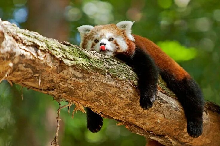 Покажи картинки животных из красной книги красная панда Red panda, Red panda cute, Animals beautiful