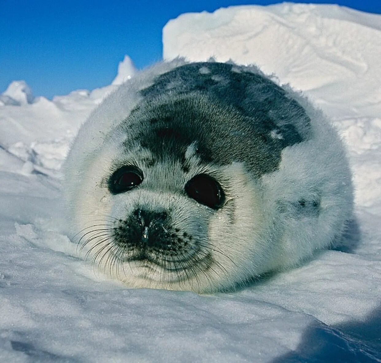 Покажи картинки животных северного полюса Pinterest Cute seals, Seal pup, Cute animals