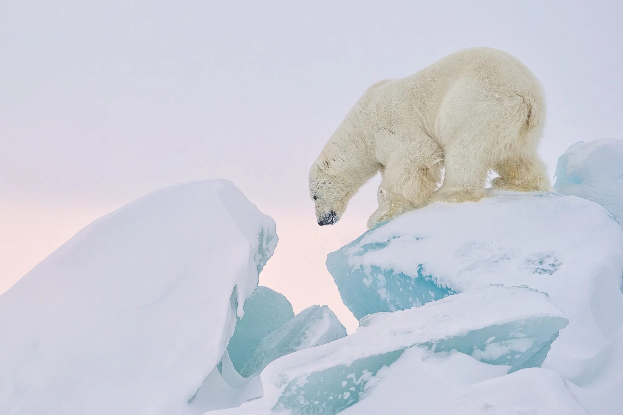 Покажи картинки животных северного полюса Ghosts of the Arctic (2017)