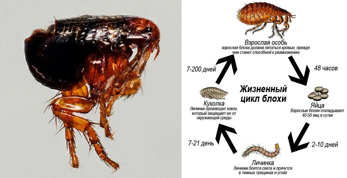 Покажи картинку как выглядит блоха Блохи в доме? Как избавиться навсегда и Что делать - Самые эффективные способы б