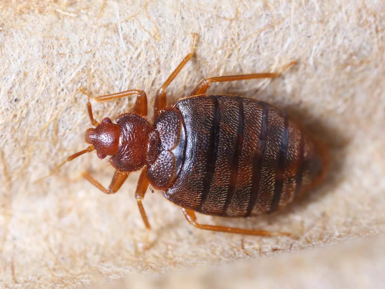 Покажи картинку как выглядят клопы Where Do Bedbugs Come From?