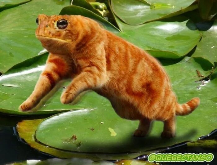 Покажи картинку какого нибудь животного Необычные фотожабы с животными (28 фото) Animal mashups, Photoshopped animals, W