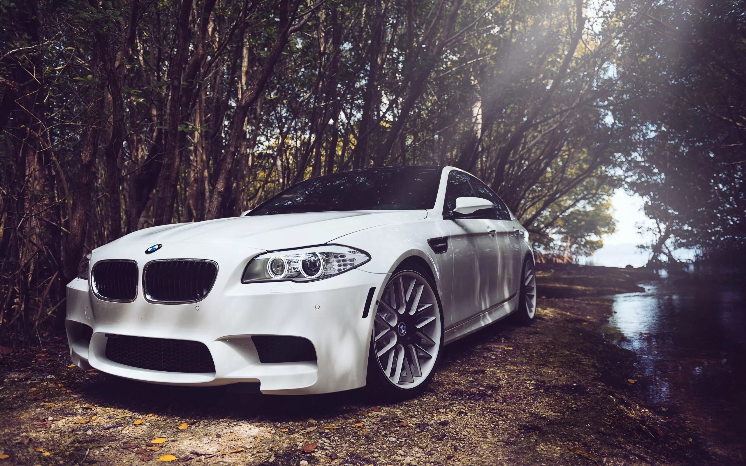 Покажи красивые фото бмв Wallpaper : trees, forest, sports car, BMW M5, white cars, performance car, Seda