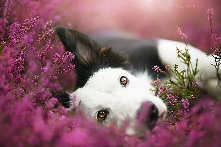 Покажи красивые картинки животных Heartwarming Dog Portraits By 19-Year-Old Polish Photographer Dog photography, B