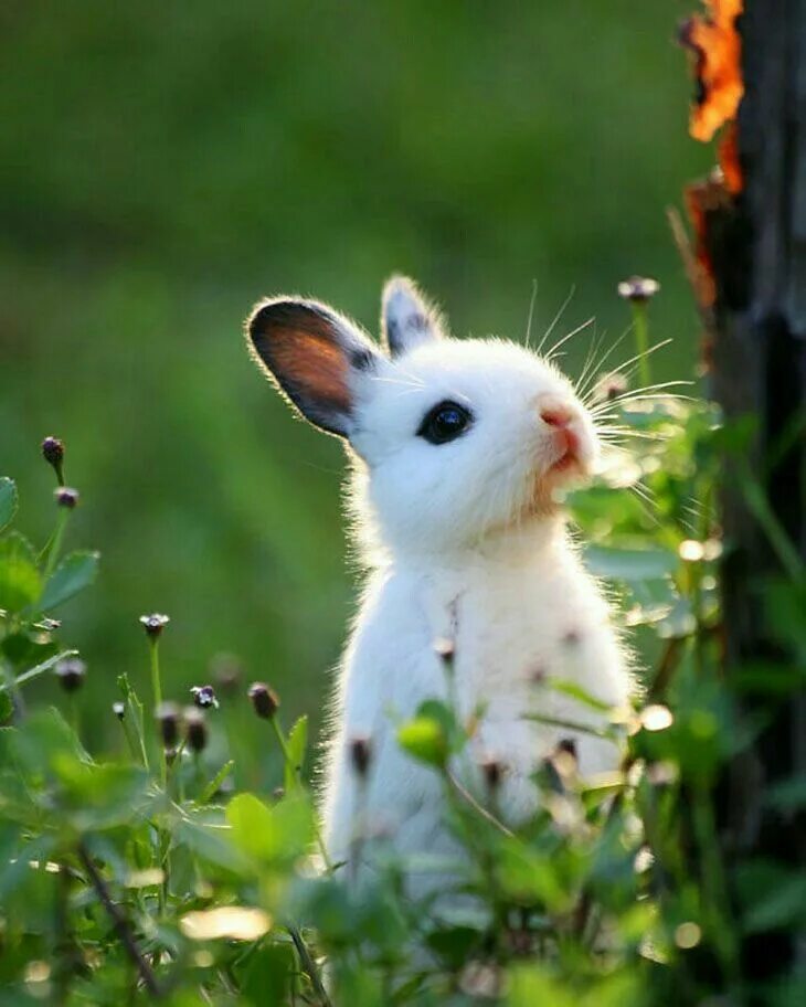 Покажи красивые картинки животных Pin on Je vis à la campagne.... Cute animals, Cute bunny pictures, Baby animals