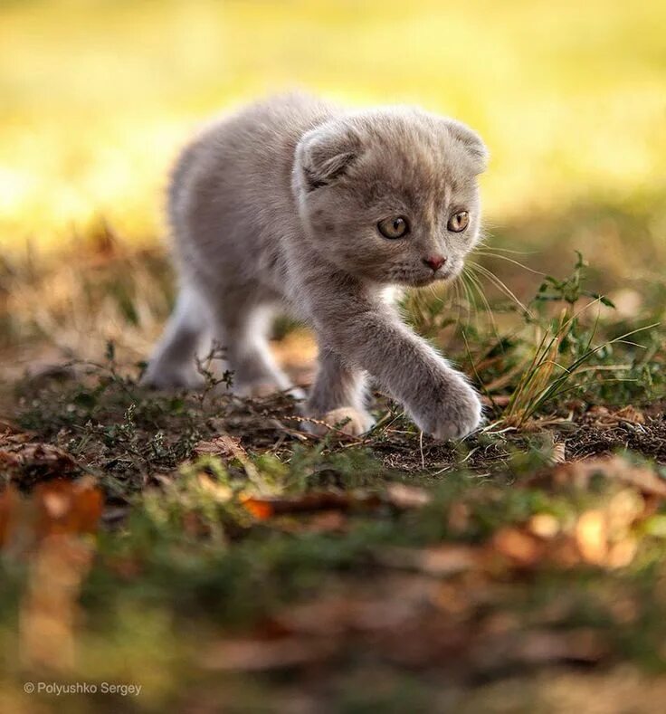 Покажи красивые картинки животных 35 Stunning Animal Portraits By Ukrainian Photographer Sergey Polyushko Cat phot