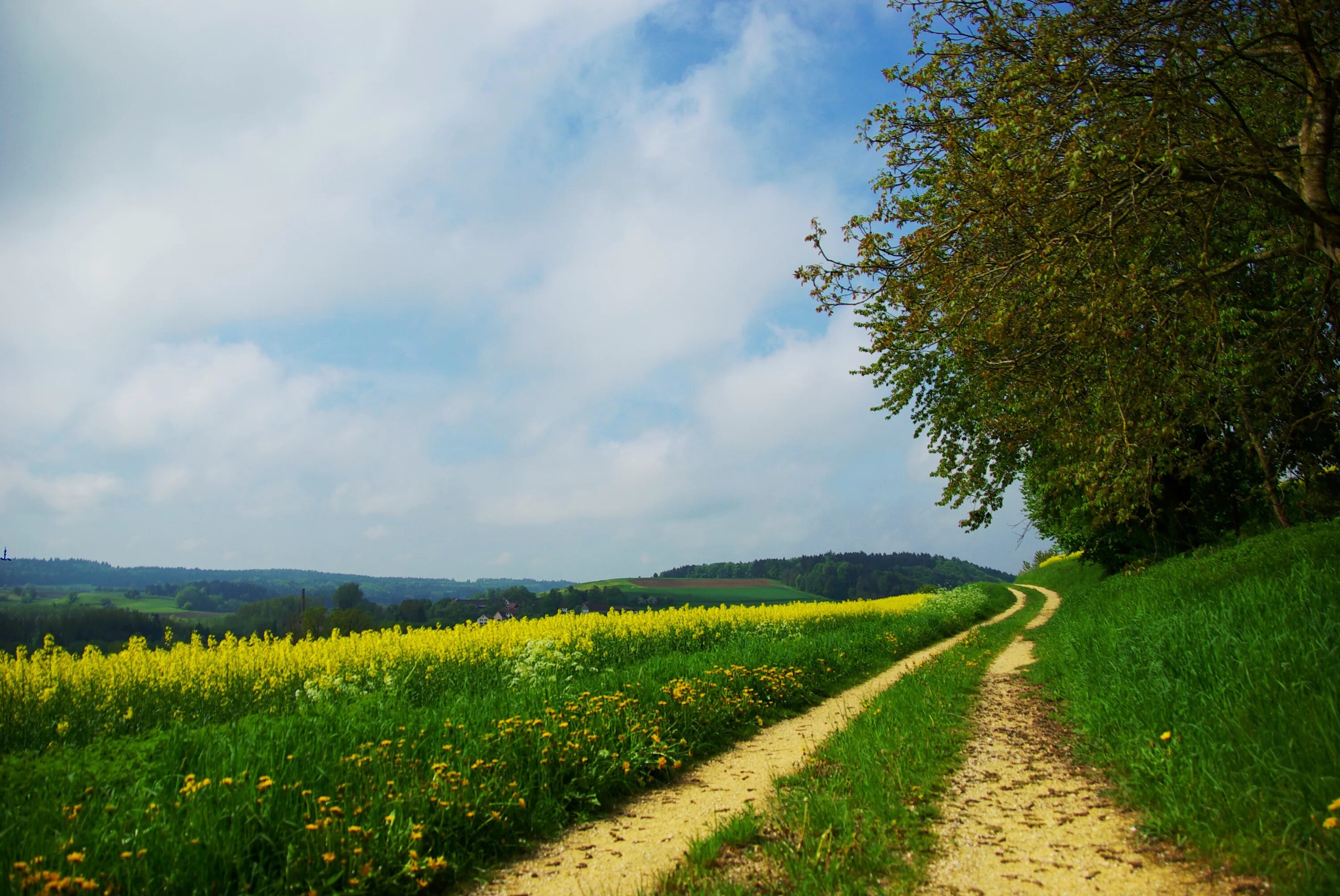 Покажи летние фото Wallpaper : road, country, summer, flowers, yellow, day, glade 3872x2592 - wallu