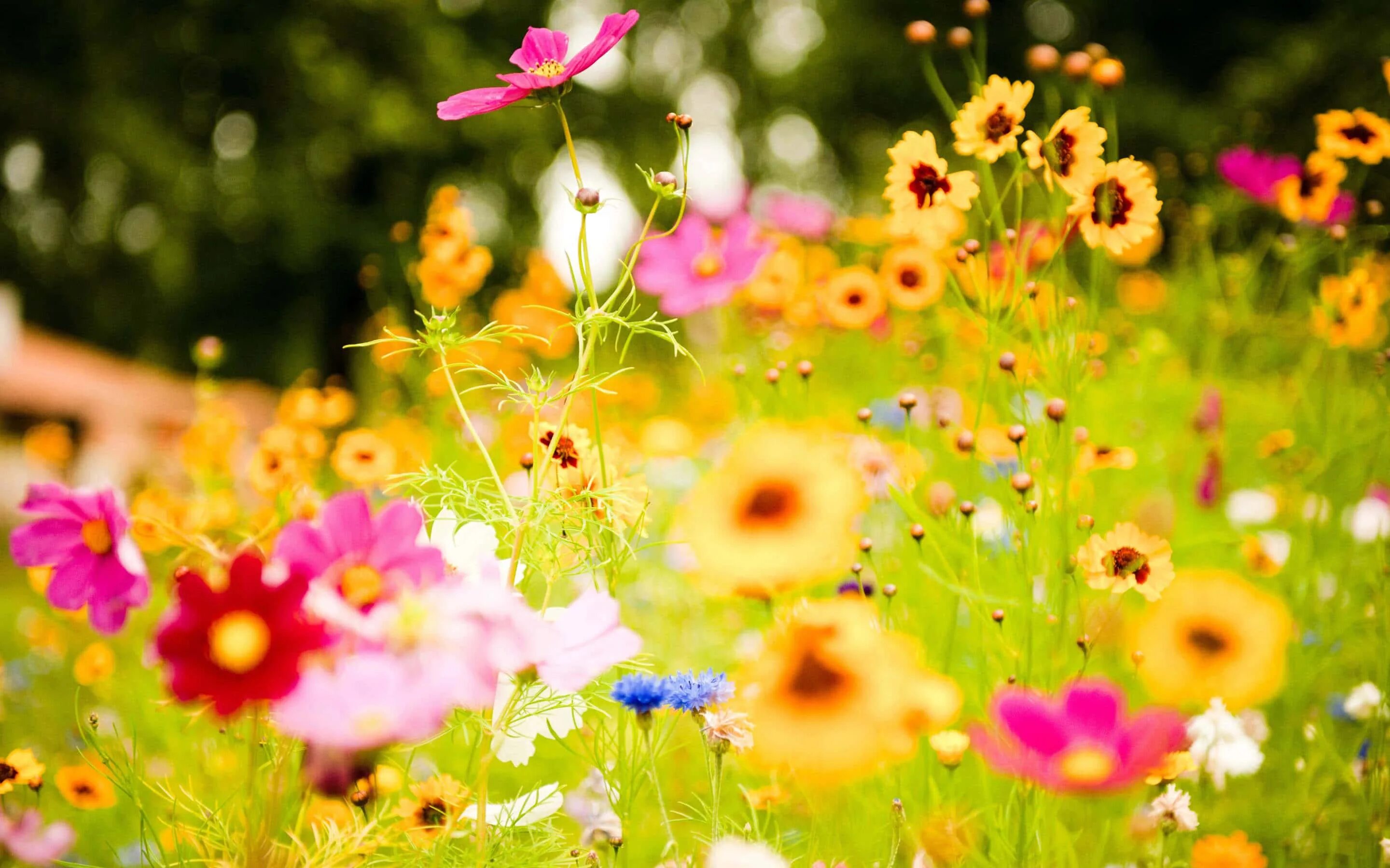 Покажи летние фото Download a field of colorful flowers in the sun Wallpapers.com