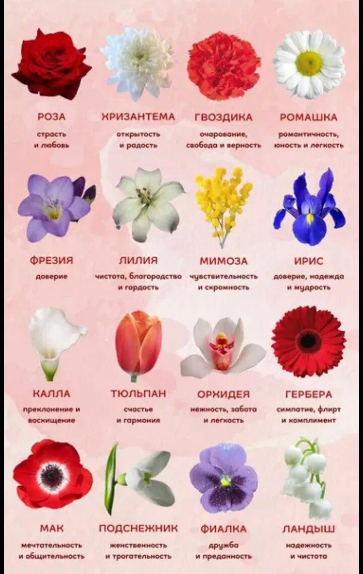 Покажи названия цветов и фото Pin by Ксения on цветы Fancy flowers, Beautiful bouquet of flowers, Pretty flowe