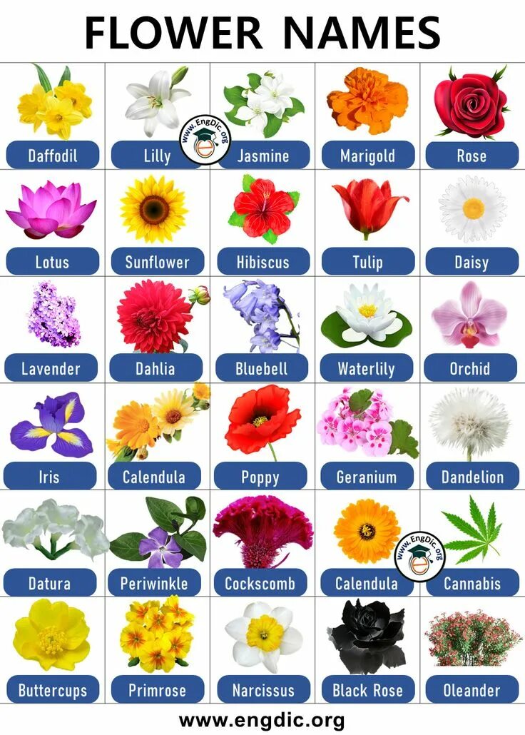 Покажи названия цветов и фото 300+ List of Flower Names with Pictures PDF (AZ List) Bloem namen, Bloeiende pla