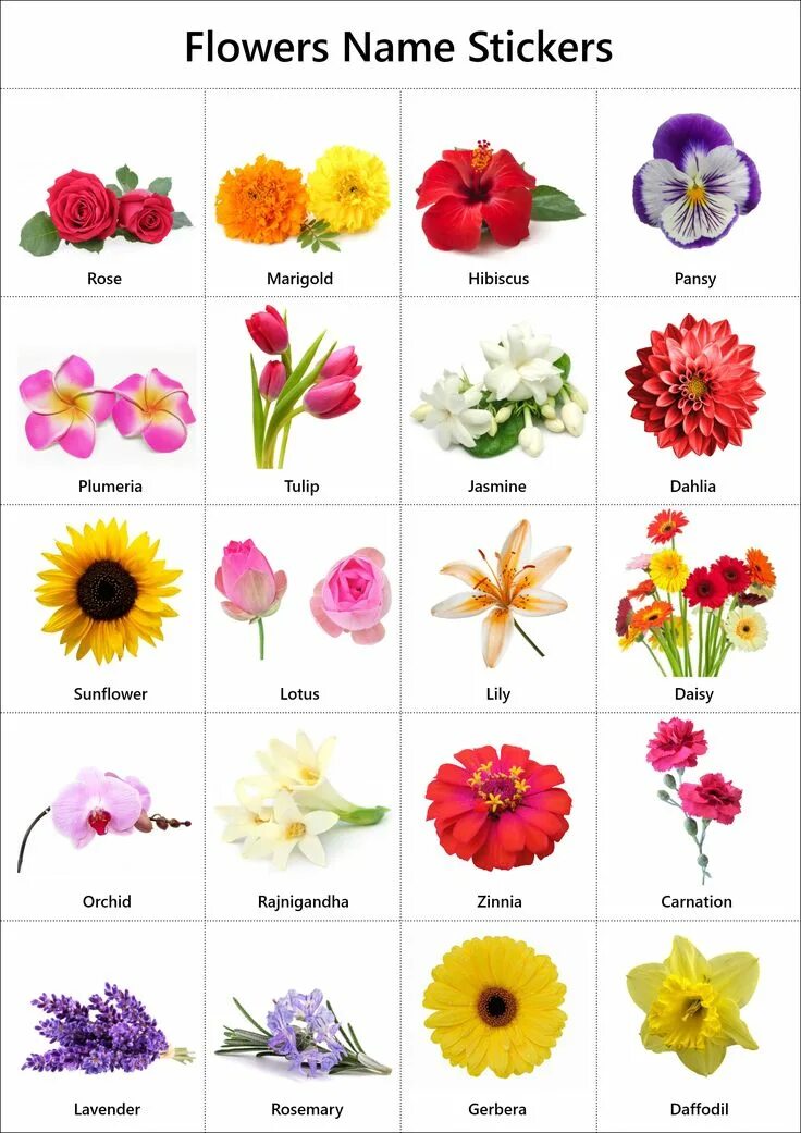 Покажи названия цветов и фото Flowers Name in English: Pictures Videos Charts - Ira Parenting Types of flowers