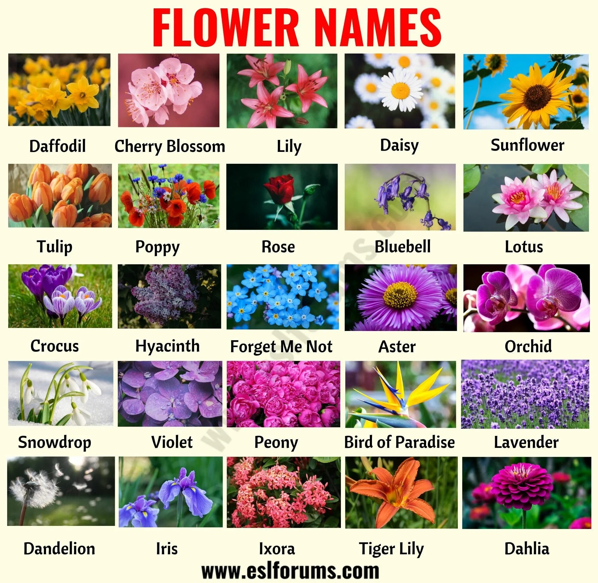 Покажи названия цветов и фото Flower Names: List of 25+ Popular Types of Flowers with the Pictures Flower name