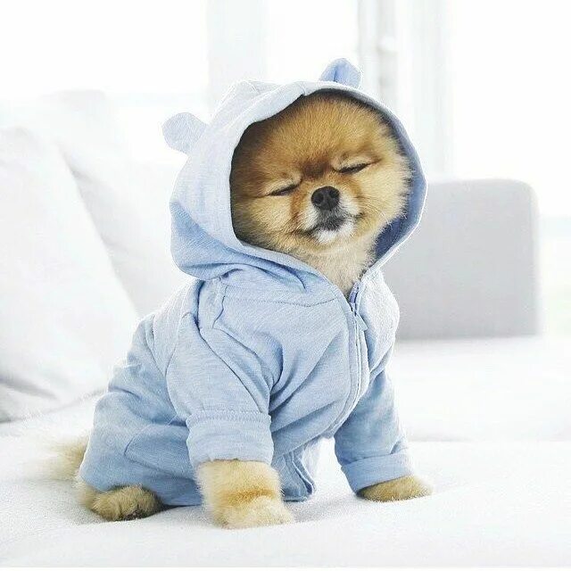 Покажи самые милые фото NYX Cosmetics on Instagram: "@jiffpom is the cutest and our one and only for #na