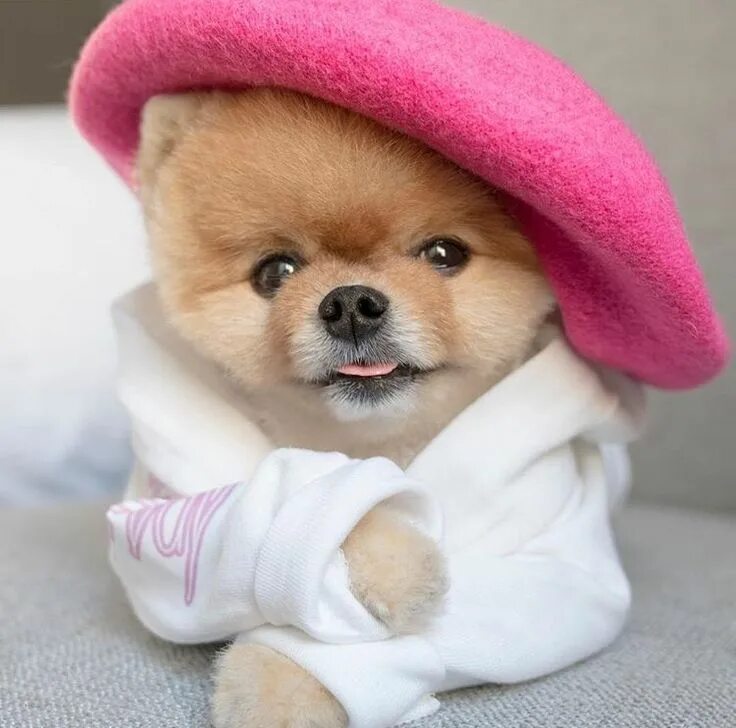 Покажи самые милые фото Pin by Sammi Piemonte on Dogs Cute pomeranian, Boo the dog, Cute baby dogs