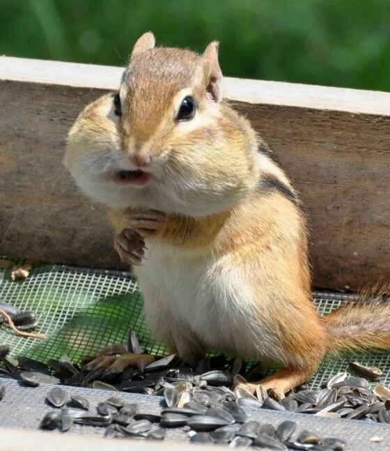 Покажи смешные картинки животных 21 Chubby Chipmunk Cheeks Funny animals, Funny animal pictures, Animal pictures