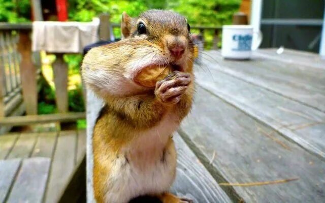 Покажи смешные картинки животных Pin by Hiroko on Awww...Animals! Pet chipmunk, Funny animal pictures, Animals