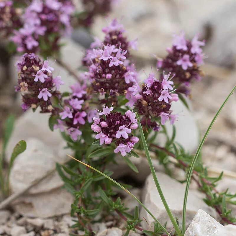 Покажите фото травы чабрец Thymus stojanovii - Image of an specimen - Plantarium