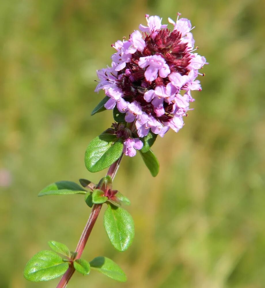 Покажите фото травы чабрец Thymus ovatus - Image of an specimen - Plantarium