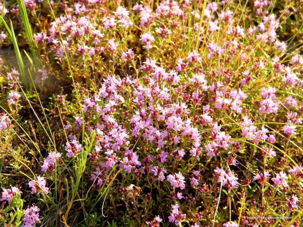 Купить Тимьян ползучий Thymus serpyllum - в питомнике Флорини