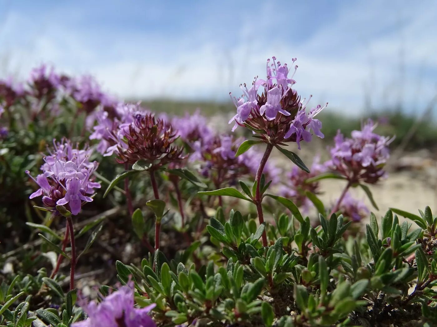 Покажите фото травы чабрец Thymus mugodzharicus - Image of an specimen - Plantarium