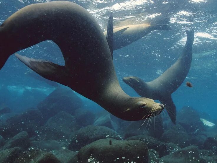 Покажите картинки морских животных Galapagos Sea Lions Beautiful sea creatures, Galapagos sea lion, Galapagos islan