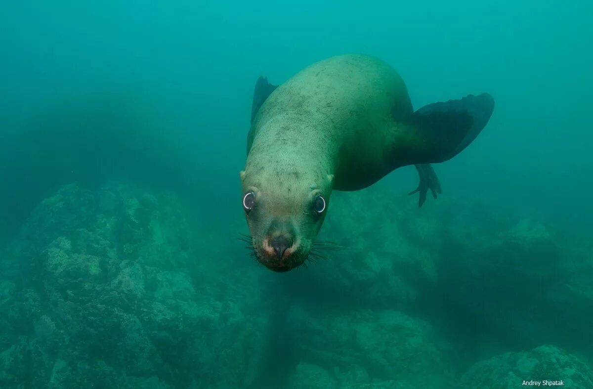 Покажите картинки морских животных Японское море. Окрестности бухты Рудной. Сивучи. Автор: Андрей Шпатак Подводные 