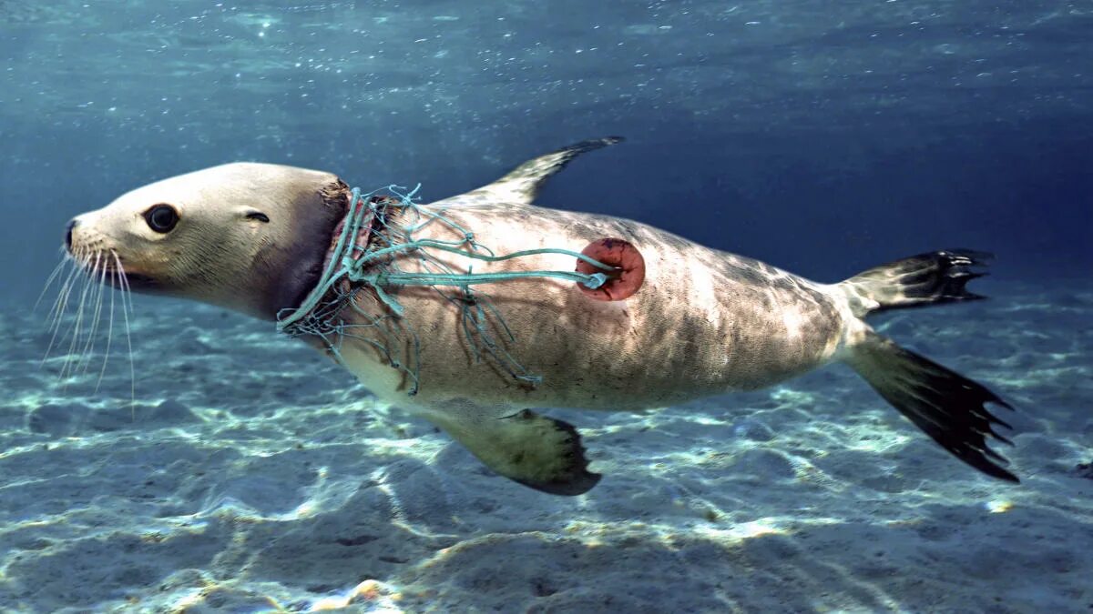 Покажите картинки морских животных Ocean pollution reimagined in photos by Paulo de Oliveira