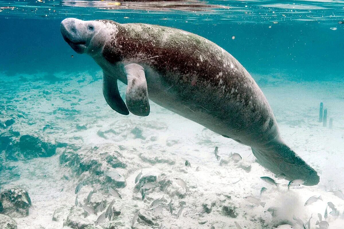 Покажите картинки морских животных File:Underwater photography on endangered mammal manatee.jpg - Wikipedia