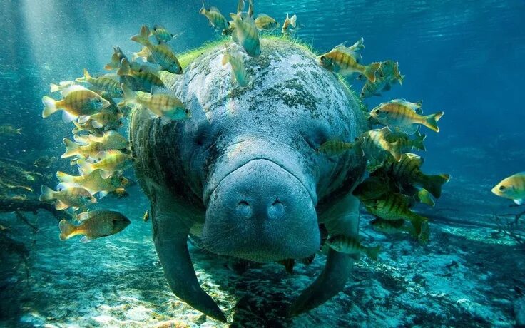 Покажите картинки морских животных Pin by Margaret Lennon on Wildlife...Fish & Other Water Life Manatee, Animals be