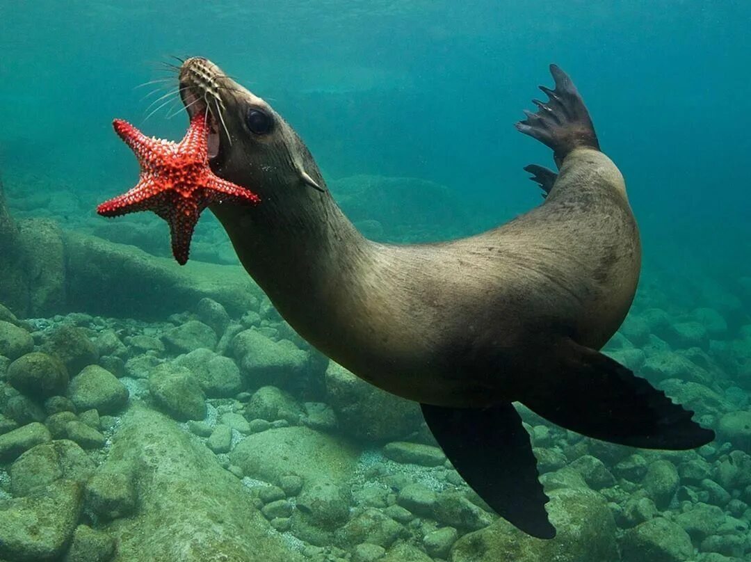 Покажите картинки морских животных морской лев Beautiful sea creatures, Ocean creatures, Sea animals