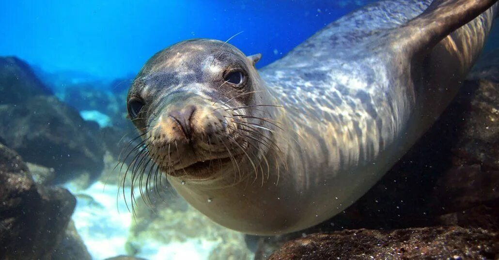 Покажите картинки морских животных Galapagos Tour Natural Habitat Adventures Galapagos islands, Sea lion, Galapagos