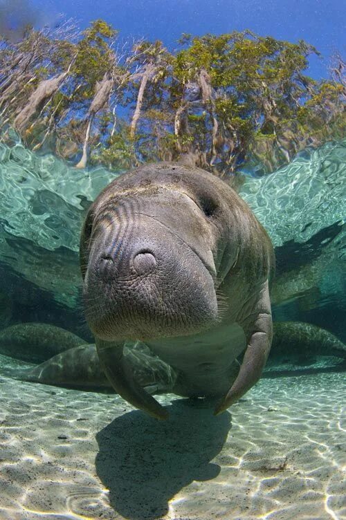 Покажите картинки морских животных Related image Ocean animals, Manatee, Animals beautiful