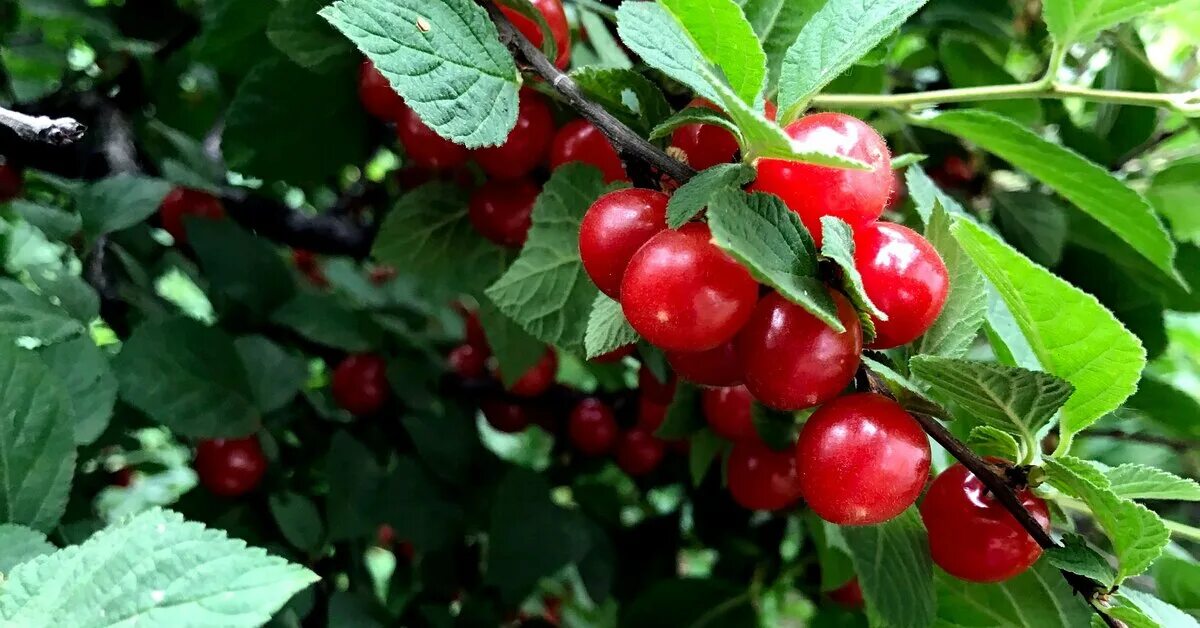 Покажите вишня фото Вишня войлочная: описание, секреты посадки, лучшие сорта