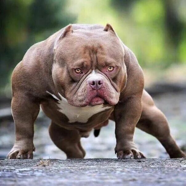 Покет собака фото https://creanavt.tumblr.com/archive - Bully breeds dogs, Pitbull dog breed, Pitb
