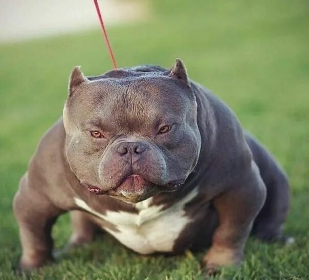 Покет собака фото Ёжик в панаме on Twitter Bully breeds dogs, American bully, Pitbull dog breed