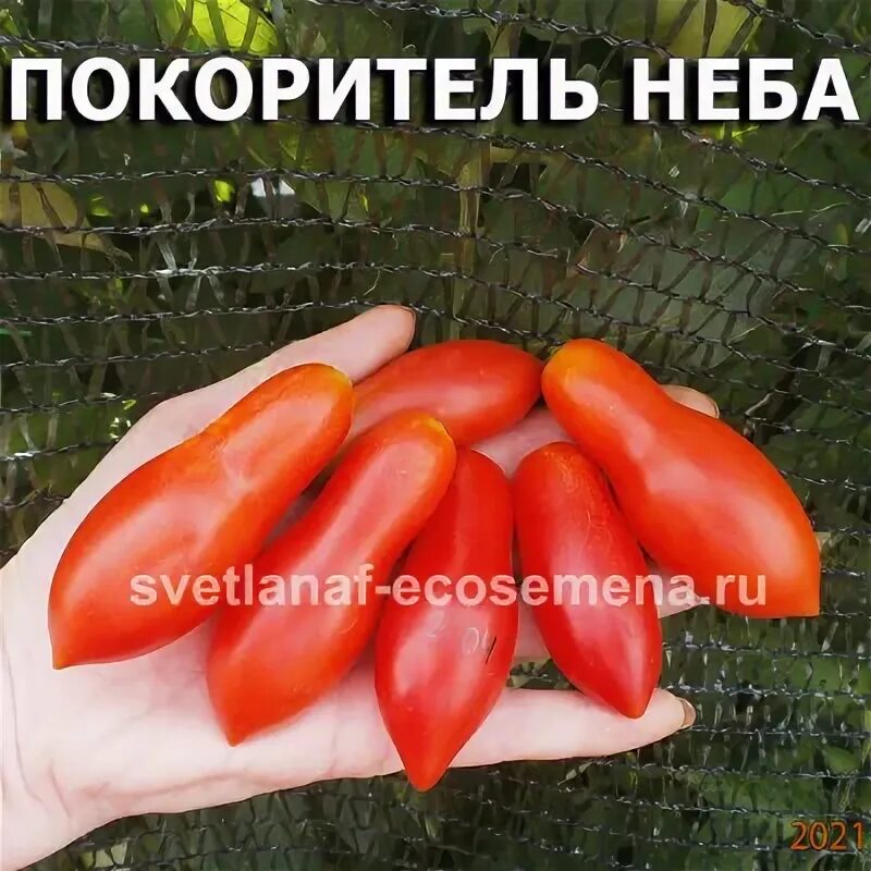 Покоритель неба томат фото ПОКОРИТЕЛЬ НЕБА, HIMMELSTURMER