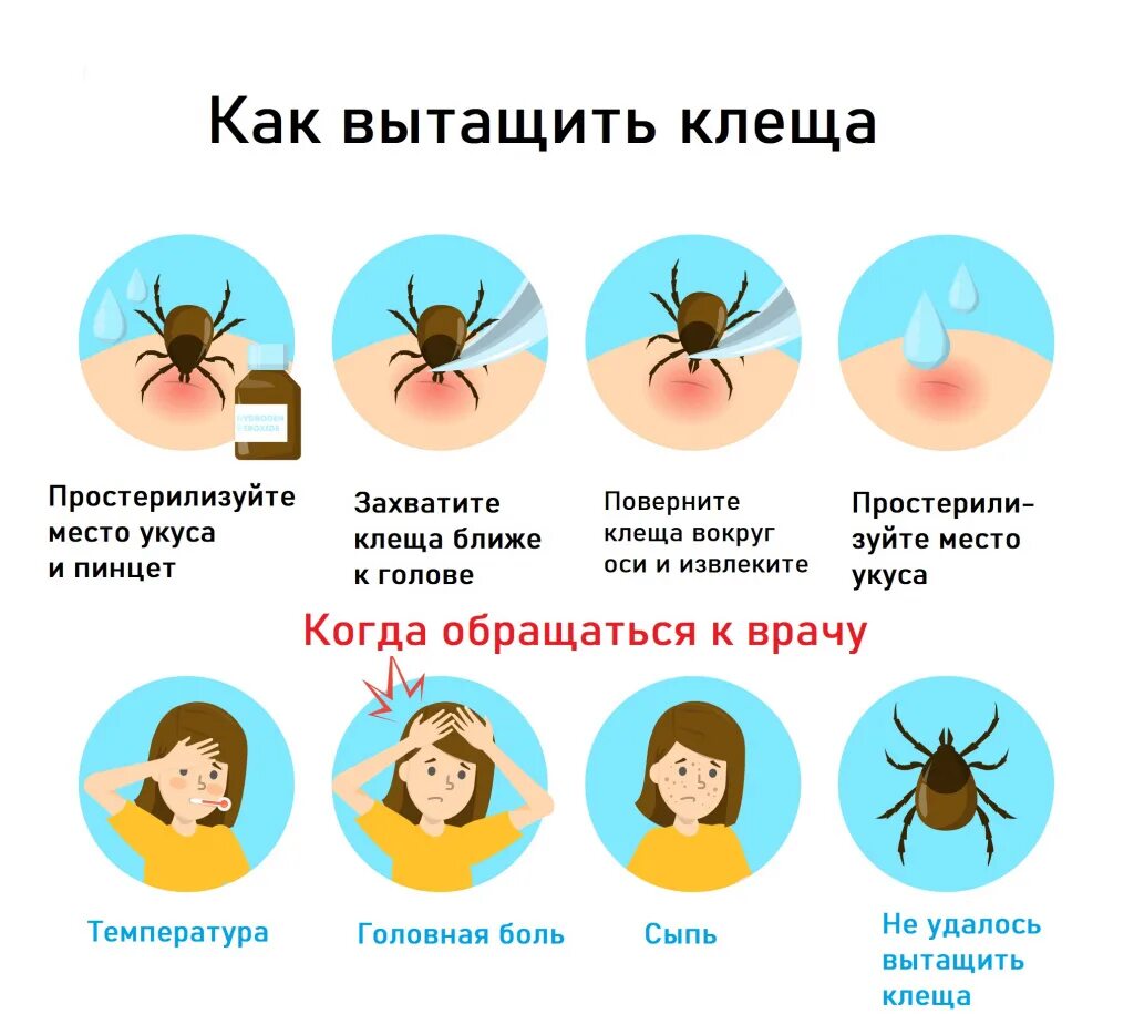 Покраснение после клеща у человека фото Исследование клеща на инфекции, правила подготовки к сдаче анализа, расшифровка 