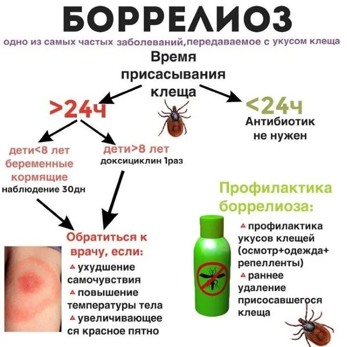 Покраснение после укуса клеща у человека фото Новости и репортажи