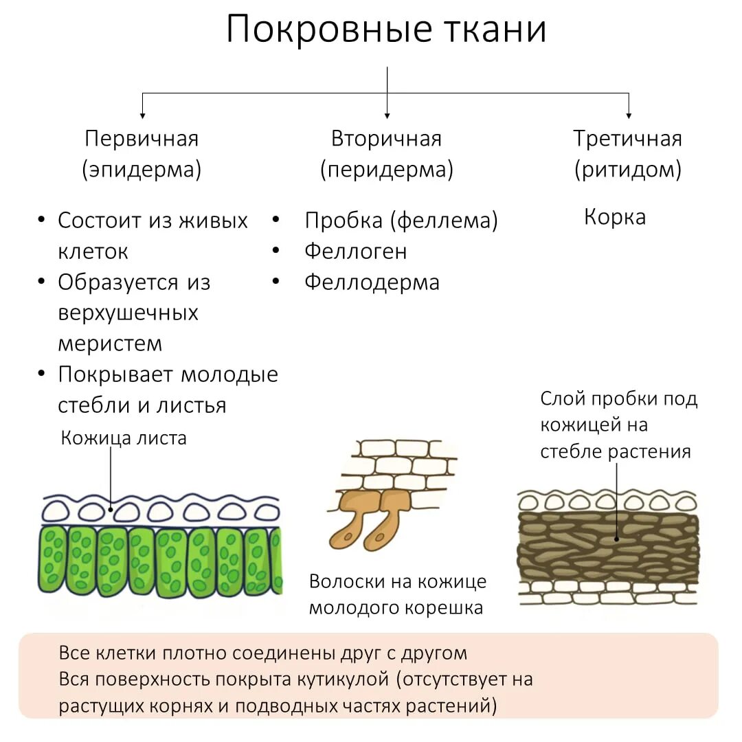 Покровная ткань фото биология 6 класс Образовательная покровная