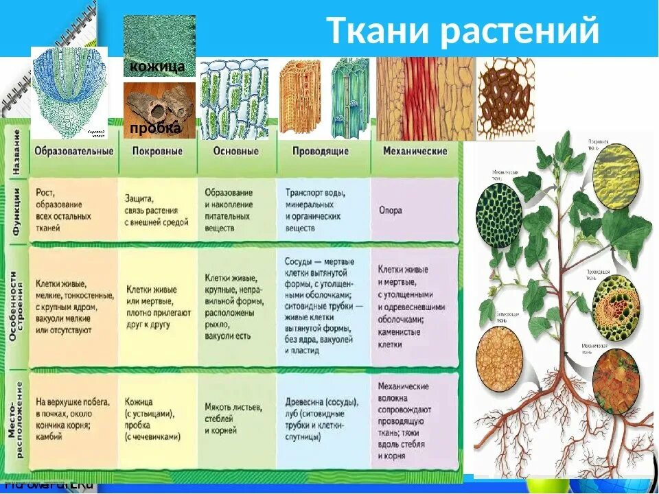 Покровная ткань фото биология 6 класс Органы растения основной ткани