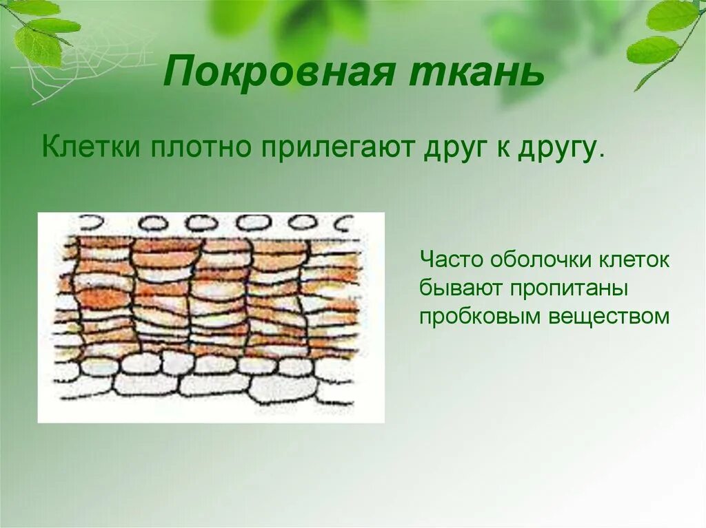 Покровная ткань настоящая фото Картинки ПОСЛЕДОВАТЕЛЬНОСТЬ ПОКРОВНЫХ ТКАНЕЙ