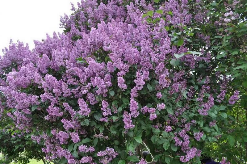 Purple Lilac Flowers Spring Blossom Background. Stock Image - Image of floral, c