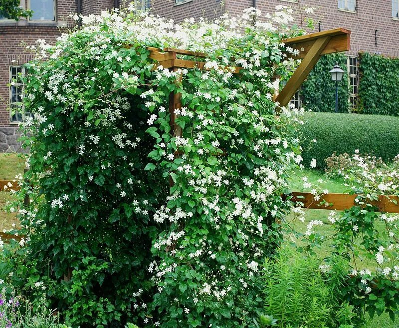 Поль фаргез клематис фото Stjärnklematis - Clematis fargesii 'Summer Snow' Klematis, Garden cottage, Vackr