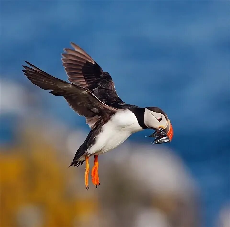 Пол фото птица Puffin4: dejavu66: Galleries: Digital Photography Review