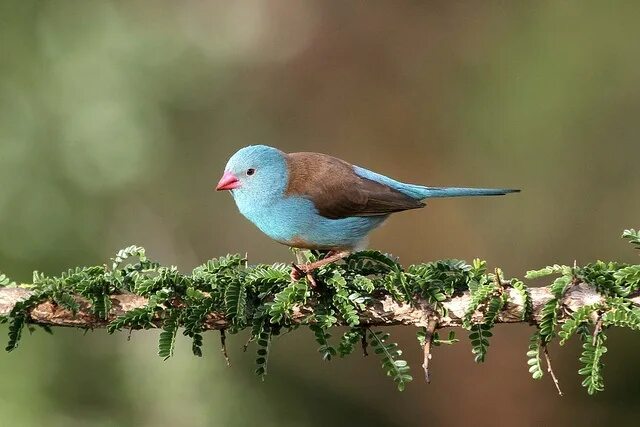 Пол фото птица Uraeginthus cyanocephalus - Cordon-Bleu Martin Grimm Cute birds, Pet birds, Beau