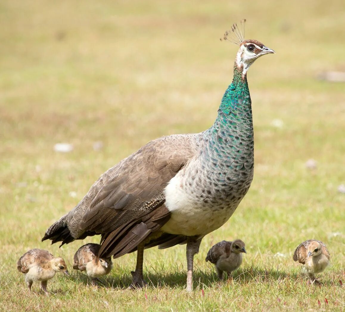 Пол фото птица Peahen and Chicks Bird breeds, Pet birds, Funny birds