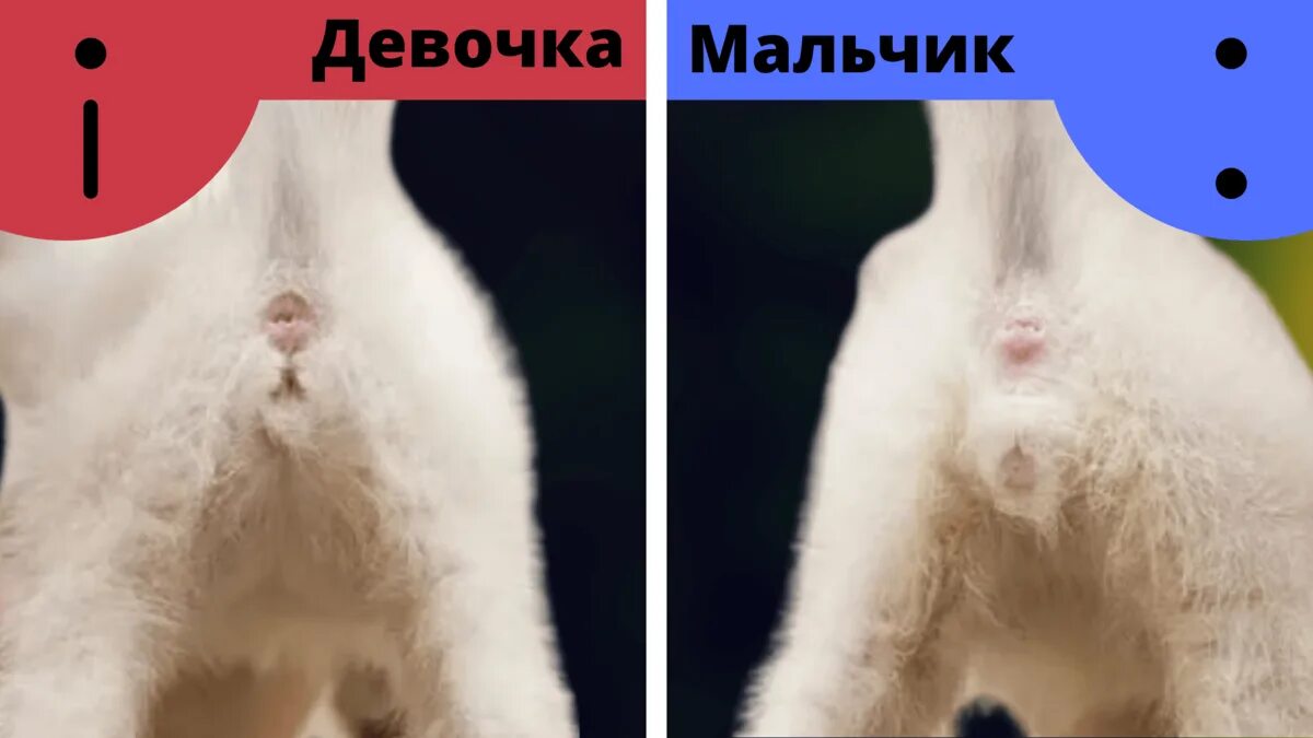 Пол котенка фото 1 месяц Как определить пол котенка? КотоВедение Дзен