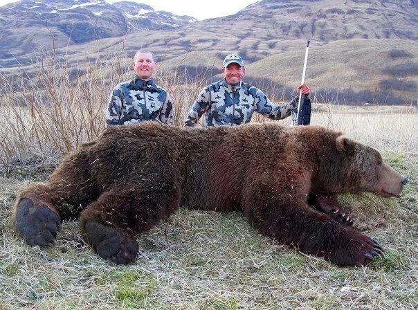 Пол медведя фото In Alaska produced the largest in the history of the grizzly 2016 Охота и Рыбалк